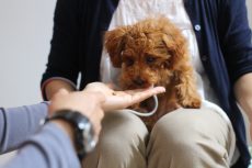 パピーパーティー　トイプードル　犬の保育園　人との接し方　犬の触り方　子犬の育て方