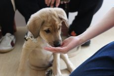 パピーパーティー　MIX　保護犬　人と楽しく過ごす　オスワリ　やり方　しつけ方
