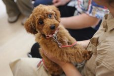 トイプードル　パピーパーティー　人馴れ　抱っこを嫌がる　ビビり　怖がりの子犬　