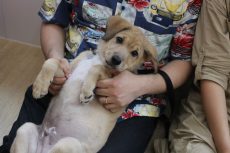 MIX　保護犬　パピーパーティー　6ヶ月未満　リラックスポジション　落ち着いている　手を触られることを嫌がる