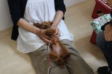 トイプードル　リラックスポジション　犬の保育園　バウビー　小型犬　パピーパーティー