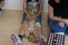 パピーパーティー　シーズー　トイプードル　MIX　4ヶ月の子犬　仔犬　