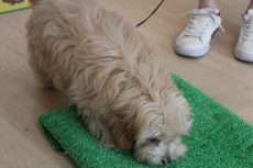 マルチーズ　トイプードル　マルプー　MIX　足場慣れ　芝生の上を歩く　物慣れ　仔犬の育て方