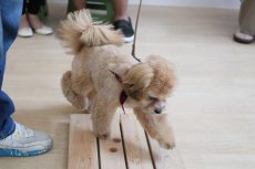 MIX　シーズー　トイプードル　足場慣れ　スノコに乗る　好奇心旺盛の子犬　やんちゃ　犬の育て方