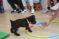 パピーパーティー　ミニチュアシュナウザー　2カ月の子犬　しつけやトレーニング方法　フラフープをまたぐ