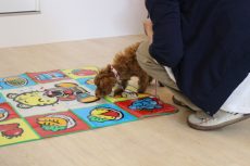 パピーパーティー　トイプードル　レジャーシート　足場慣れ　怖がりなわんちゃん　色々な物に慣れる方法