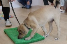 パピーパーティー　MIX　保護犬　芝生慣れ　においを嗅ぐ　犬の習性