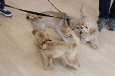 パピーパーティー　MIX　保護犬　トイプードル　マルチーズ　シーズー　いぬの挨拶の仕方　仔犬の遊び方　相手の匂いを嗅ぐ　他の犬と遊ぶ