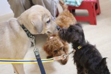 MIX　ミニチュアシュナウザー　トイプードル　パピーパーティー　犬同士のご挨拶　絡み　犬慣れ