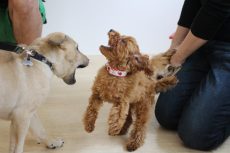 トイプードル　MIX　保護犬　犬同士の絡み　遊び　噛み　吠え　パピーパーティー