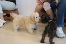 パピーパーティー　ミニチュアシュナウザー　マルチーズ　トイプードル　マルプー　MIX　犬の挨拶　初めての場所　初めての人　人馴れ