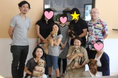 パピーパーティー　トイプードル　シーズー　マルチーズ　MIX　ミニチュアシュナウザー　様々な犬種　3か月前後の子犬　社会化