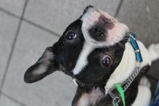 犬の保育園　ばうびー　お散歩練習