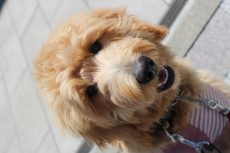 犬の保育園　ばうびー　お散歩練習　トレーニング