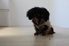 犬の保育園ばうびー　三鷹店　マテ　おやつの誘惑