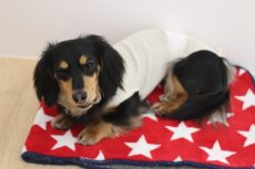 犬の保育園ばうびー　三鷹店　マット　フセ