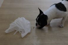 犬の保育園　ばうびー　ビニール袋苦手　社会化　物慣れ