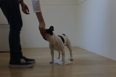 犬の保育園　ばうびー　ビニール袋慣れ　物慣れ　フレンチブルドッグ