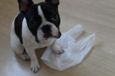 犬の保育園　ばうびー　ビニール袋慣れ　