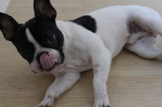 犬の保育園　ばうびー　お腹をみせる練習