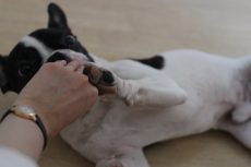 犬の保育園　ばうびー　バーン　トリック　お腹をみせる練習