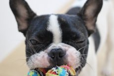犬の保育園　ばうびー　フレンチブルドッグ　おもちゃ遊び　しつけ