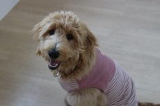 犬の保育園　ばうびー　オスワリ　マテ