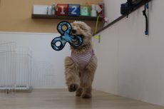 犬の保育園　ばうびー　おもちゃ遊び　持ってきて