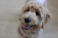 犬の保育園　ばうびー　ゴールデンドゥードル　しつけ　トレーニング