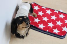 犬の保育園　ばうびー　三鷹店　バック　トリック