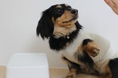 犬の保育園　ばうびー　トリック　バイバイ