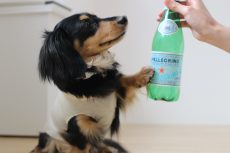 犬の保育園　ばうびー　かわいいトリック