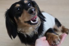 ダックスフンド　ばうびー　犬の保育園