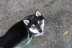 柴犬　お散歩練習　リードの引っ張り　アイコンタクト　公園でのトレーニング