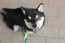 柴犬　お座り　外でのトレーニング　首輪やリードをつける　アイコンタクト