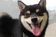 柴犬　お散歩練習　お外での練習方法　楽しそうなわんちゃん