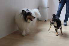 柴犬　シェルティー　2頭での遊び　室内での絡み方