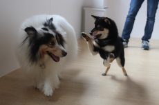 柴犬　シェルティー　犬同士の絡み　楽しそうに遊ぶ姿