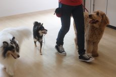 犬の幼稚園　楽しいレッスン　みんなで歩行練習　吉祥寺