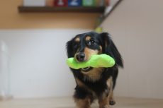 犬の保育園　ダックスフンド　おっもちゃを使ったレッスン　犬の幼稚園　中央線