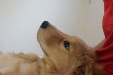 ゴールデンレトリーバー　リラックスポジション　落ち着いた状態　足先やお腹を触る練習　爪切りなどお手入れをする練習も