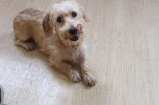 ワイヤーヘアードミニチュアダックスフンド　犬の保育園　トリックの練習中　クロスのやり方　教え方
