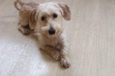 ワイヤーヘアードミニチュアダックスフンド　可愛いトリックの教え方　やり方　クロス　前足を交差させる練習
