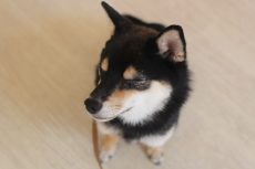柴犬　基本トレーニング　オスワリ　室ネイでのトレーニングのやり方　お座りの練習方法