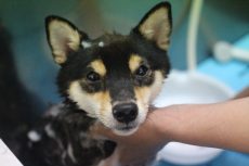 柴犬　シャンプー　水が苦手な犬　シャワーが嫌い　トリミング　体を触る　