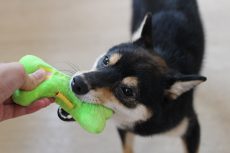 柴犬　おもちゃ遊び　引っ張りっこ　おもちゃを離す練習