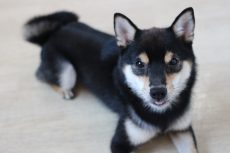 柴犬　トレーニング　フセの練習　形がきれいな伏せ　室内でのトレーニング
