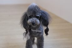 トイプードル　室内でのトレーニング　呼び戻しの練習　名前の反応がいい　人の近くに來る　