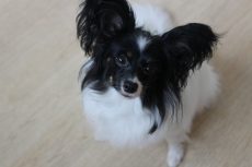 パピヨン　犬の保育園　１歳の女の子　お座りの練習　基本トレーニング　アイコンタクト　