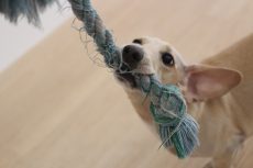 ミニチュアダックスフンド　おもちゃ遊び　ロープのおもちゃで引っ張りっこの練習　室内での遊び方
